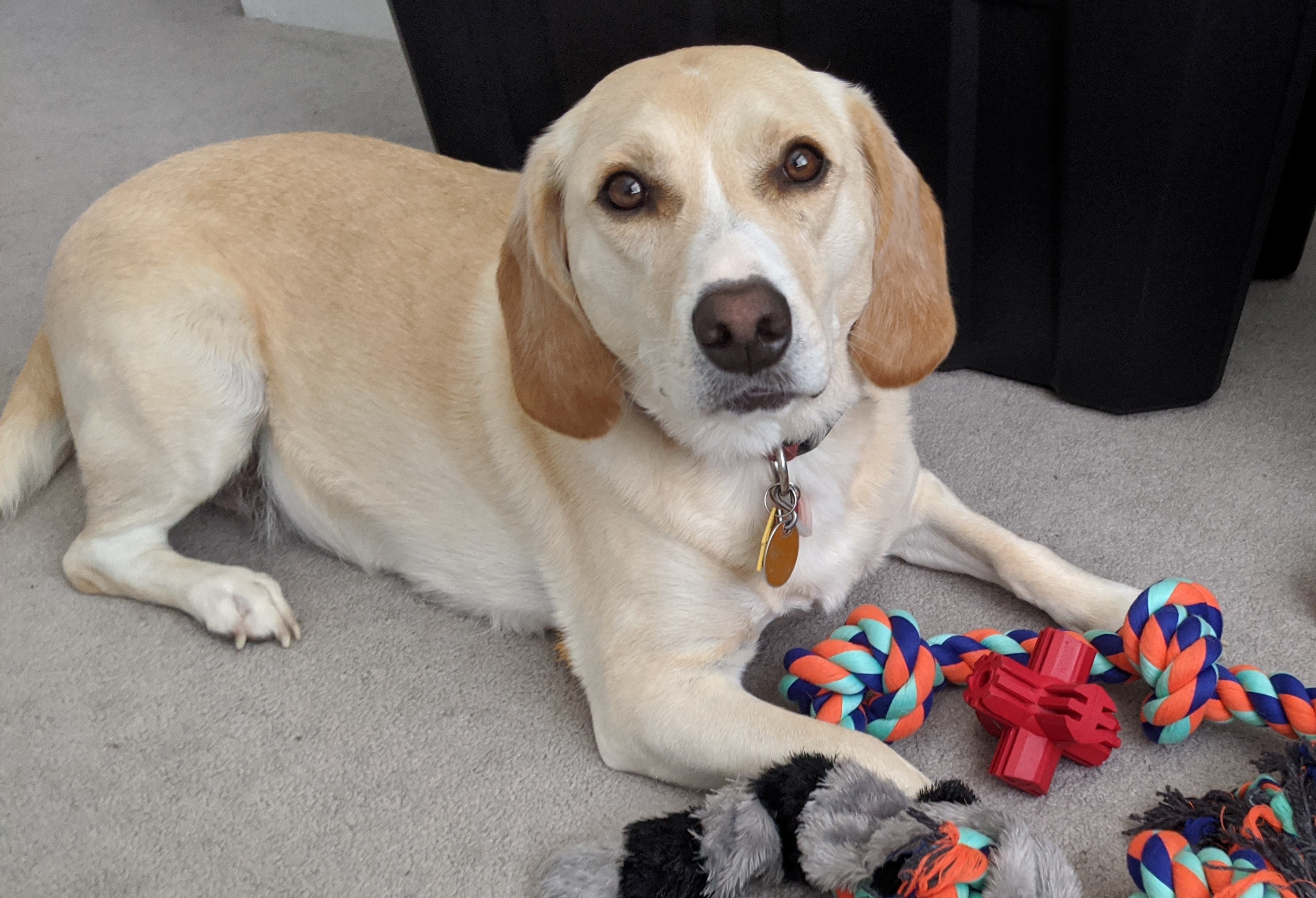 wisdomofdogs Sandy toys