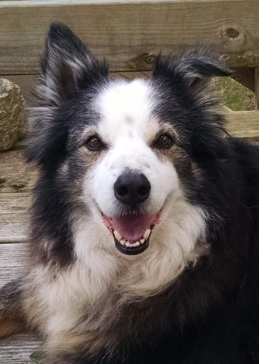 Wisdom of Dogs Huff smile